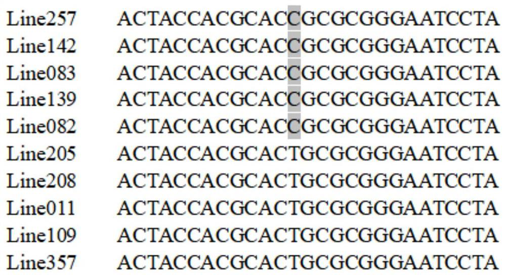 SNP molecular markers related to lead accumulation in maize plants and their applications