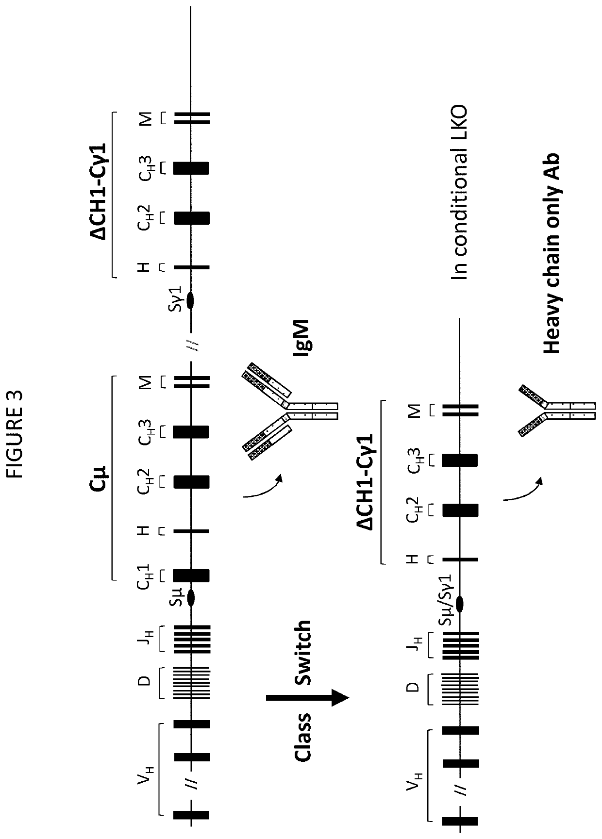 Transgenic non-human vertebrate for the in vivo production of dual specificity immunoglobulins or hypermutated heavy chain only immunoglobulins