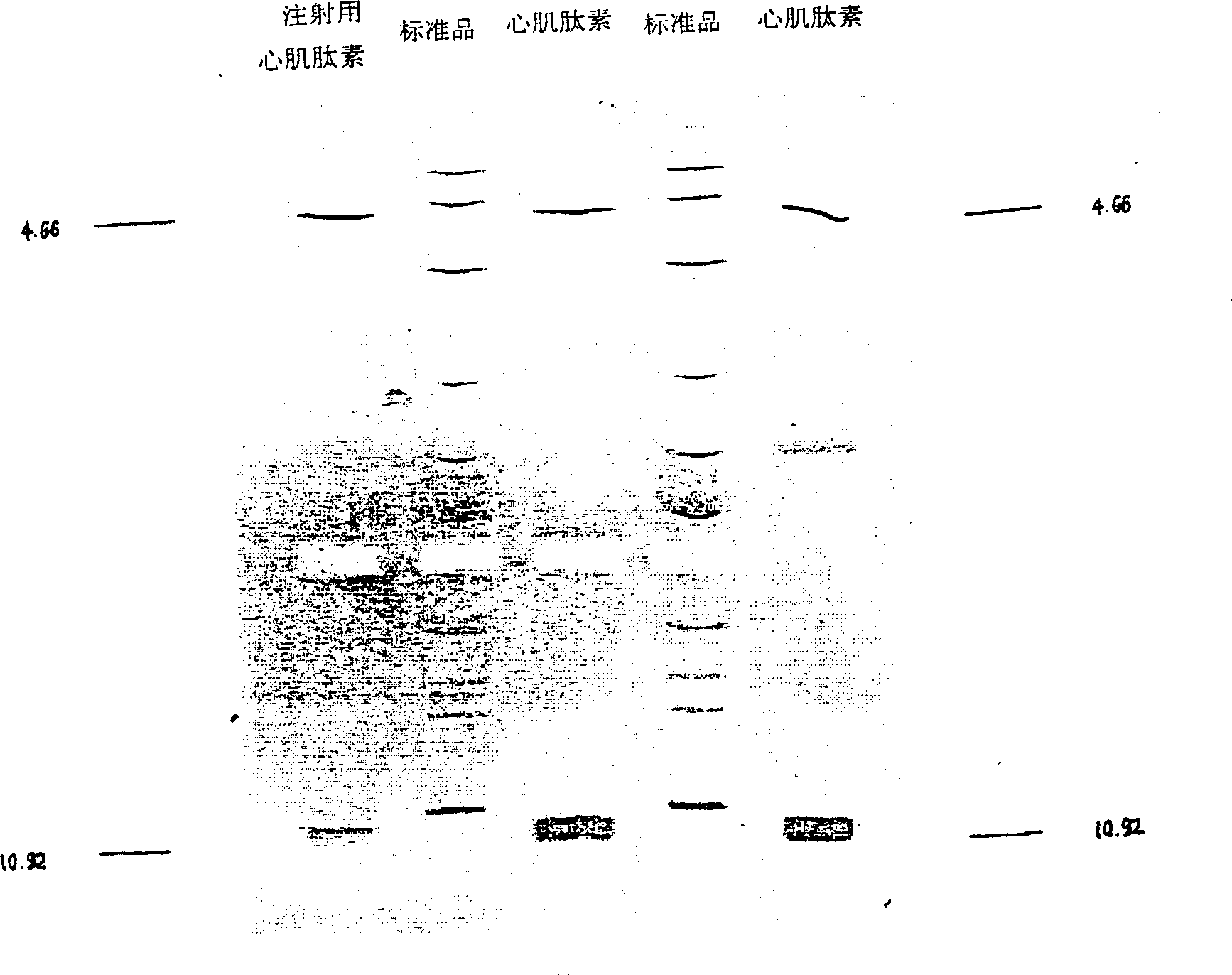 Preparation of myocardium peptide