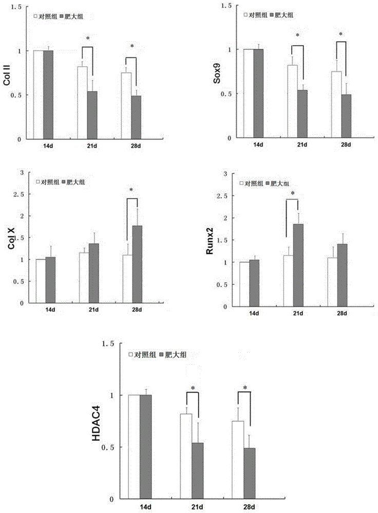 Application of microRNA-29b in articular cartilage repair as drug target