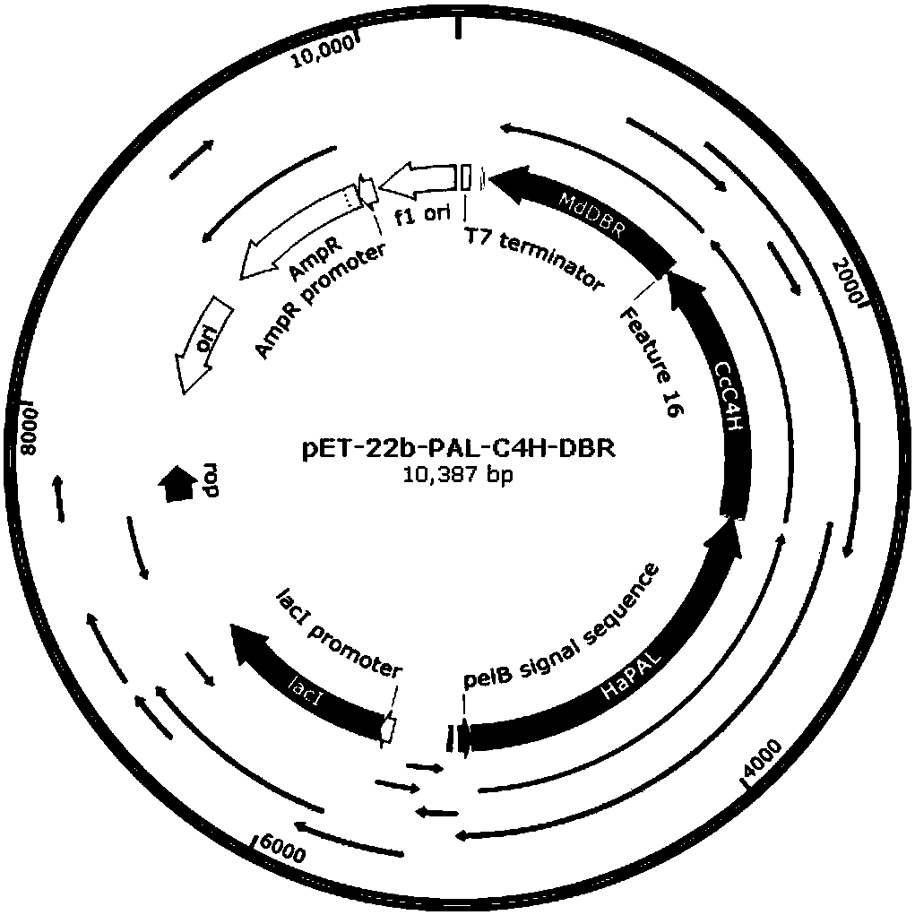 Method for Escherichia coli whole cell catalyzed production of phloretin