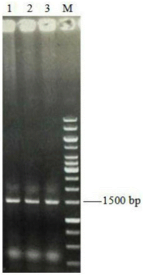 Method for producing fructooligosaccharides by fermenting inulase mutants