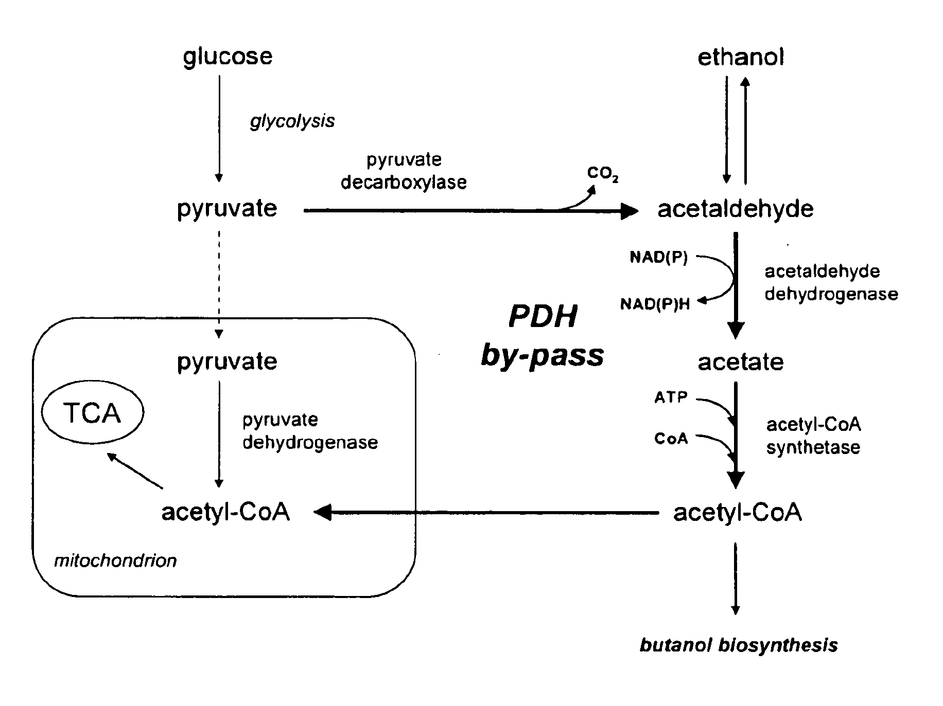 Acetyl-coa producing enzymes in yeast