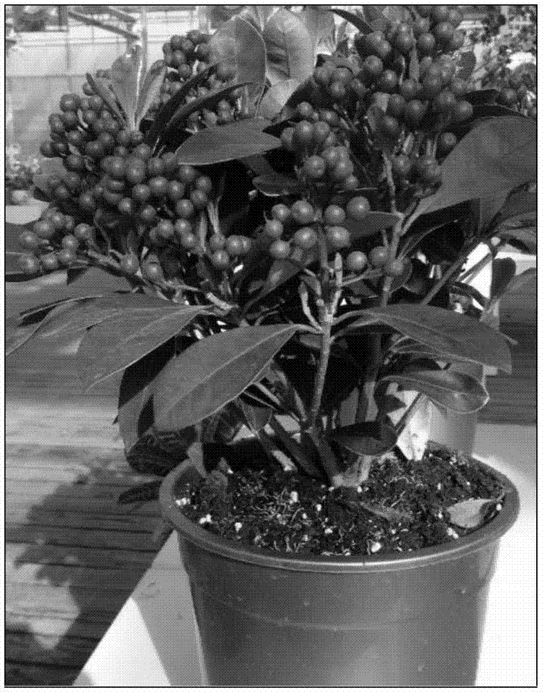 Rapid propagation method of skimmia japoniac