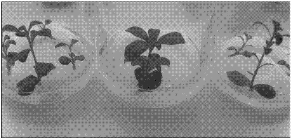 Rapid propagation method of skimmia japoniac