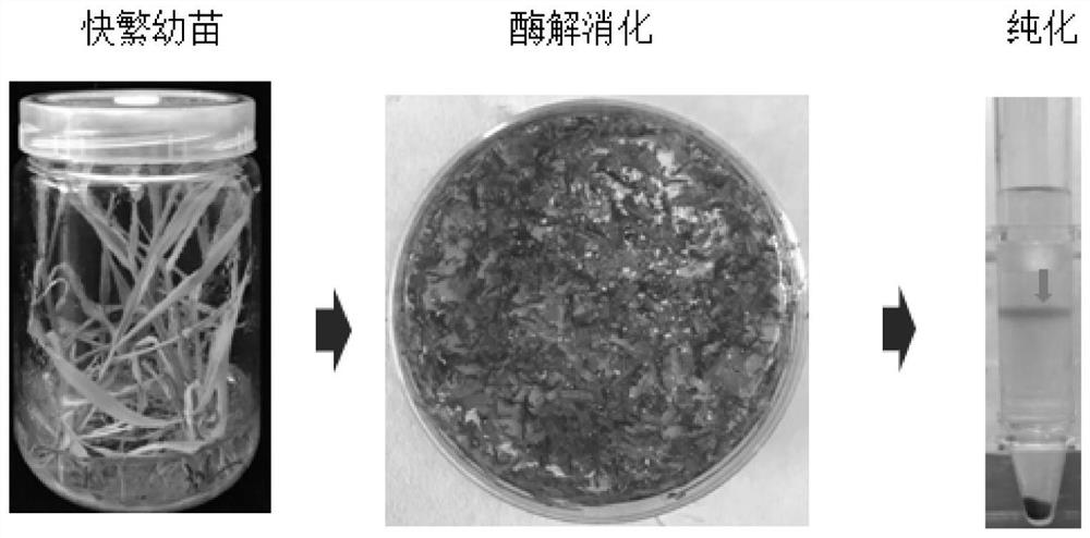 Rapid and efficient cymbopogon citratus protoplast preparation method