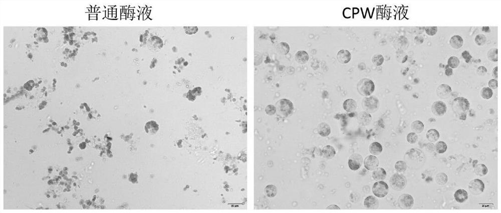 Rapid and efficient cymbopogon citratus protoplast preparation method