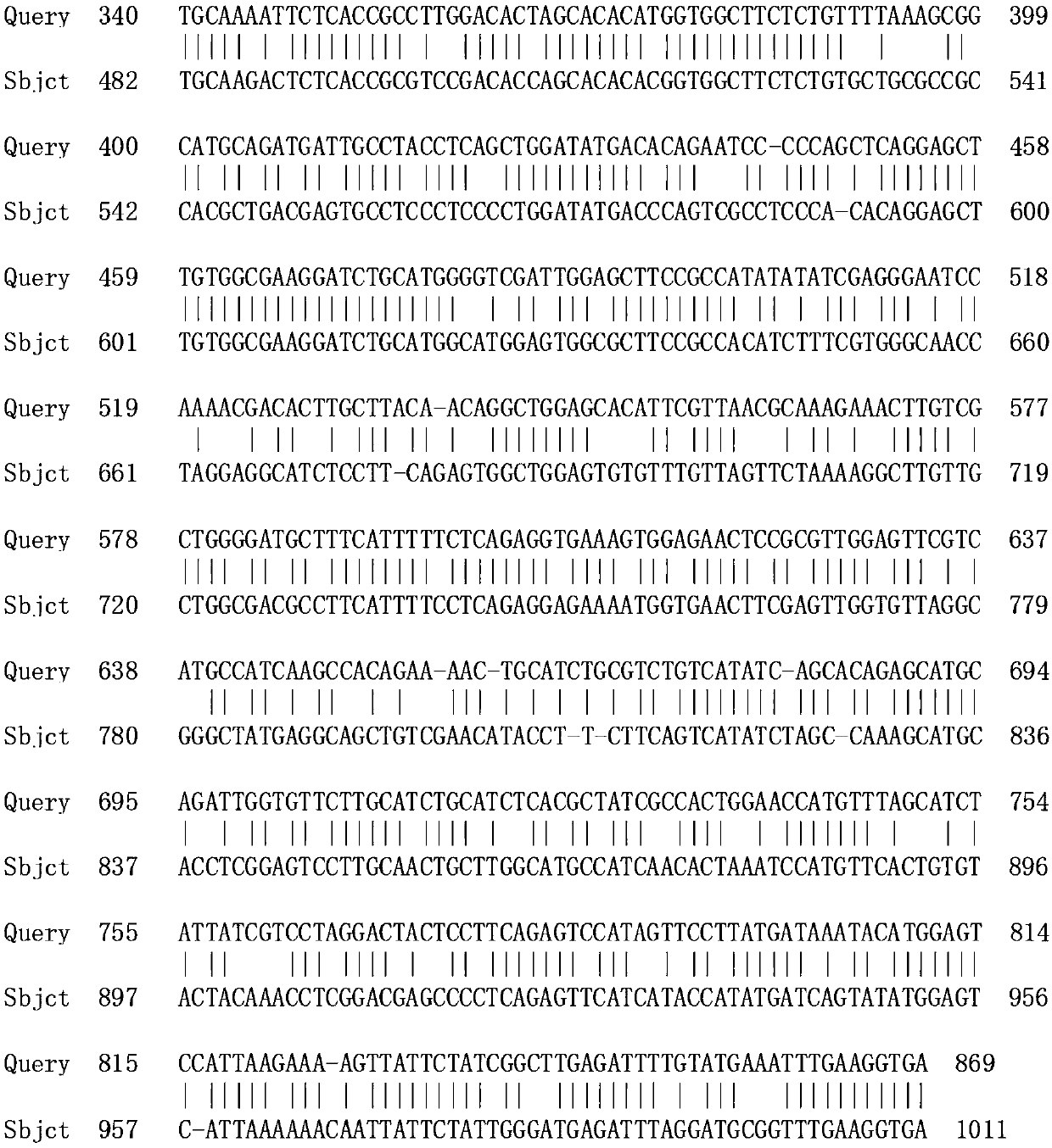 The auxin response factor aparf1 of Agapanthus chinensis and its coding gene and probe