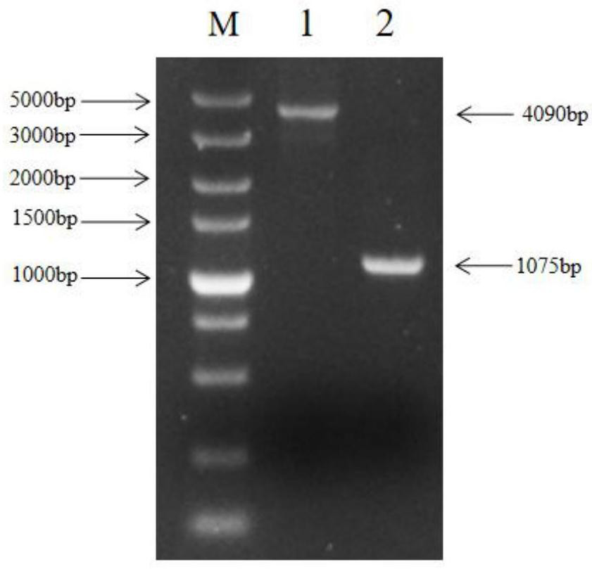 Construction method of porcine RIPK3 gene deletion cell strain capable of promoting proliferation of pseudorabies virus as well as product and application of porcine RIPK3 gene deletion cell strain