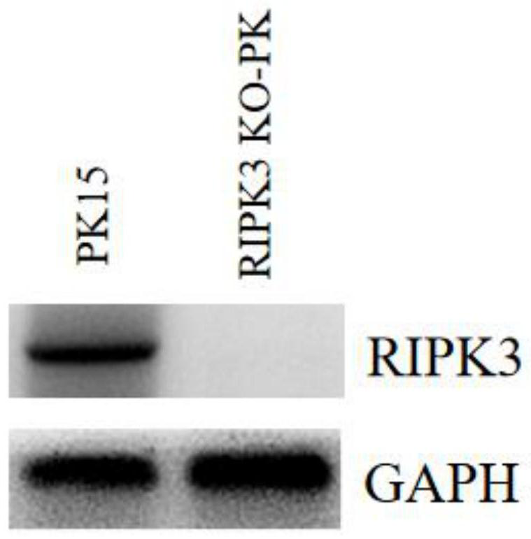 Construction method of porcine RIPK3 gene deletion cell strain capable of promoting proliferation of pseudorabies virus as well as product and application of porcine RIPK3 gene deletion cell strain