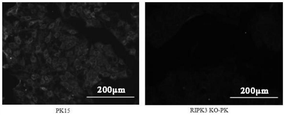 Construction method of porcine RIPK3 gene deletion cell strain capable of promoting proliferation of pseudorabies virus as well as product and application of porcine RIPK3 gene deletion cell strain