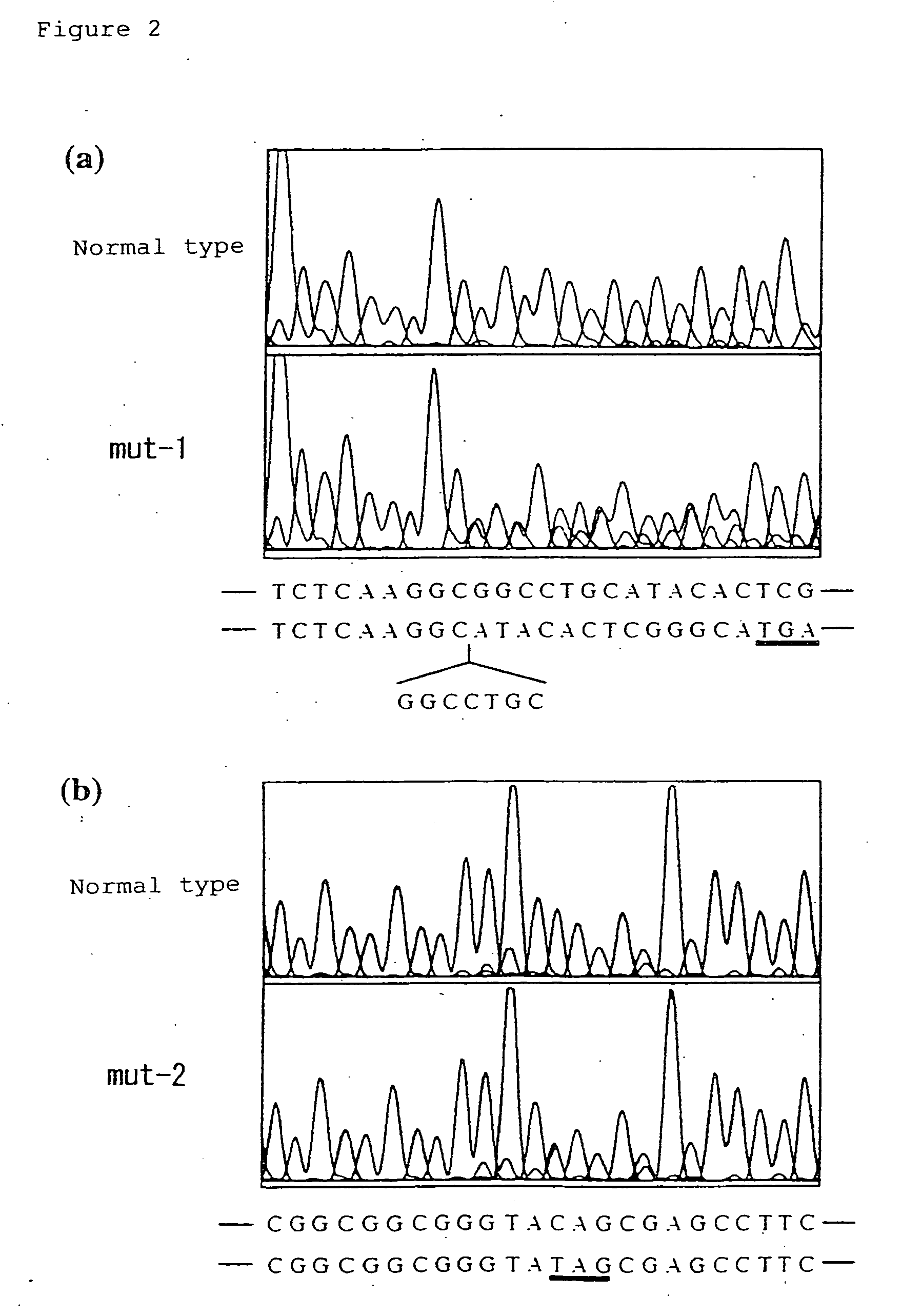 Gene causative of Rothmund-Thomson syndrome and gene product