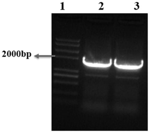 Method for knocking out cytidine deaminase (cdd) gene in escherichia coli by utilizing CRISPR-Cas9 technology and application
