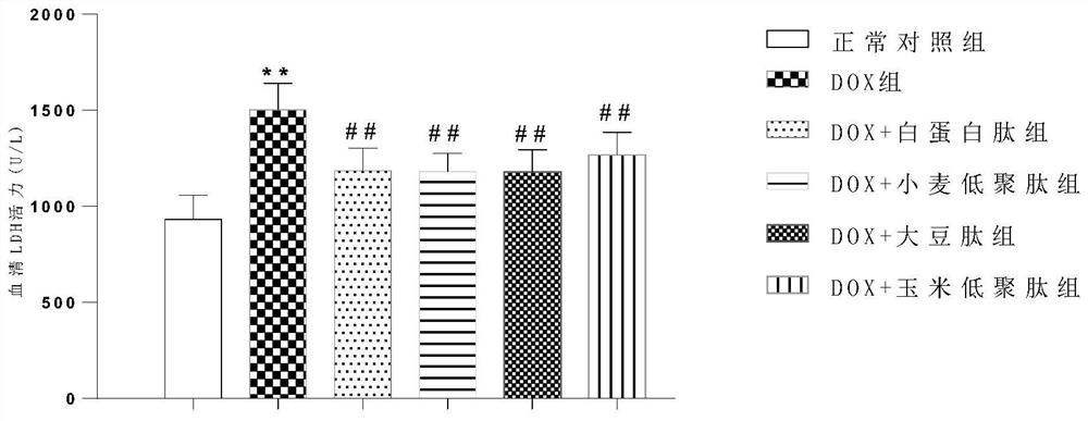 Application of bioactive peptide in preparation of medicine for preventing and treating anthracycline cardiotoxicity