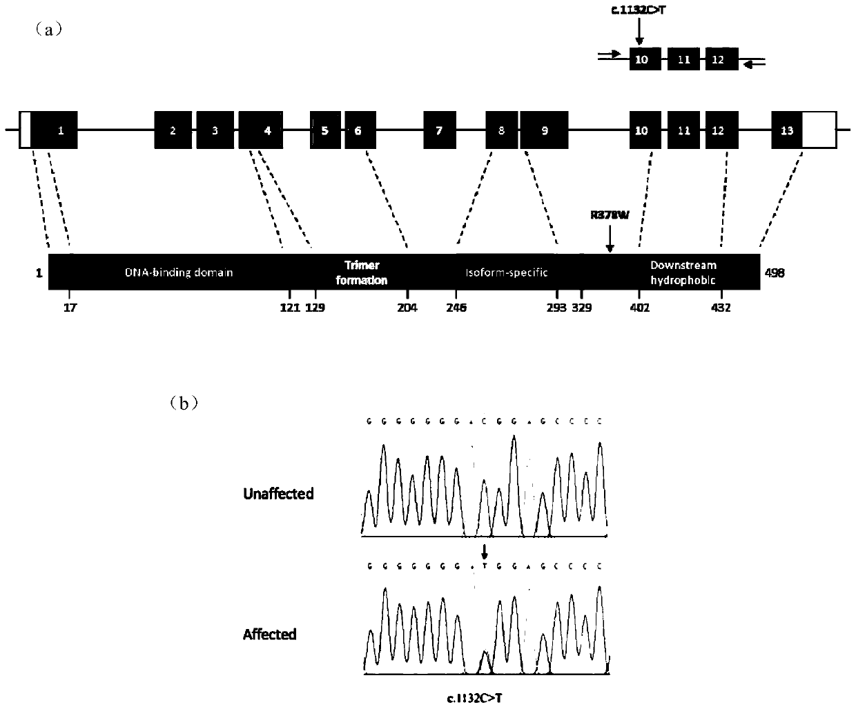 Application of substance for detecting HSF4 gene mutation in diagnosis of cataract in giant pandas