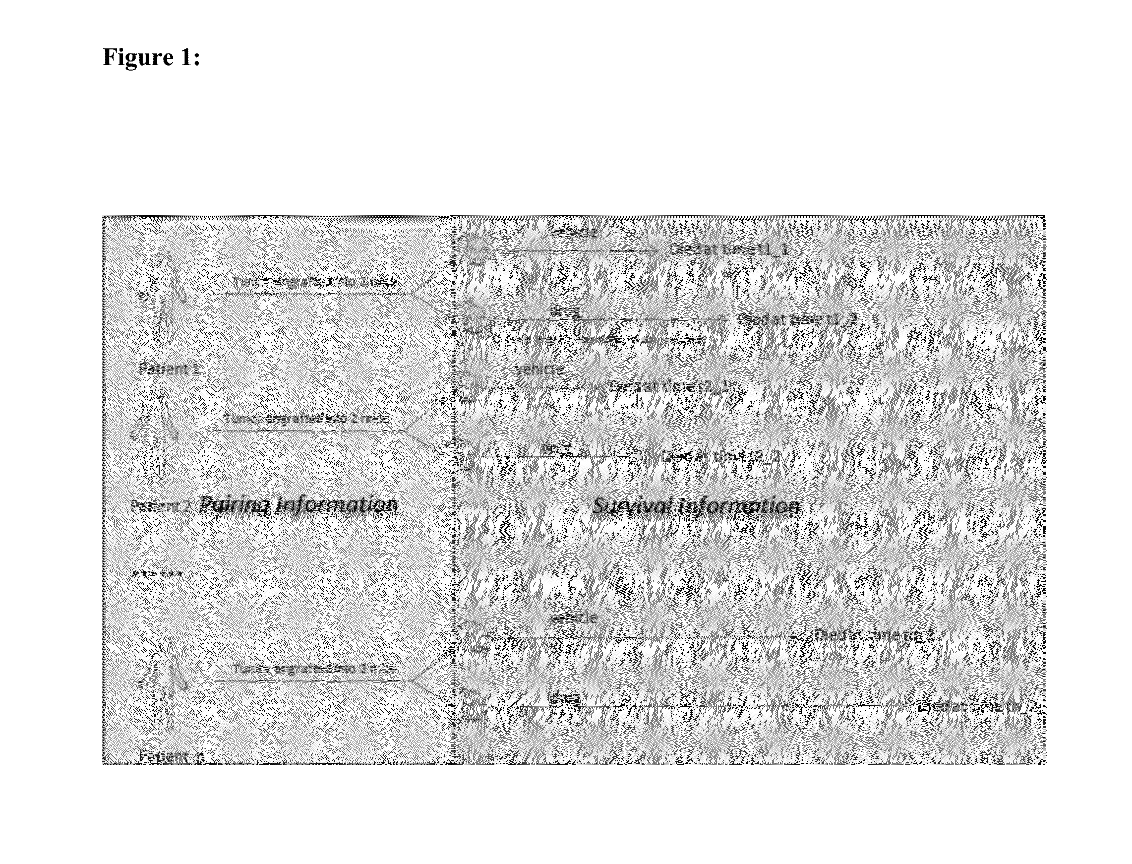 Method for mimicking human clinical trial by using non-human animals