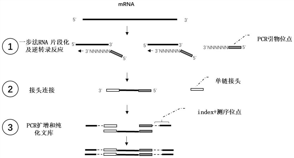 RNA library construction method