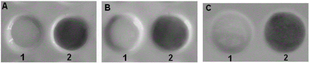 A kind of iodized salt rapid detection solution