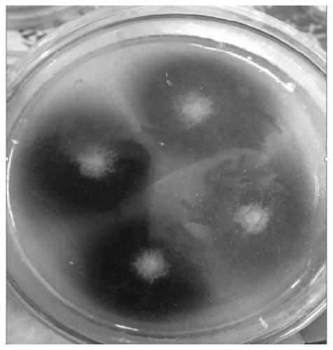 Clonostachys rosea (clonostachys rosea) strain YZC3 and application thereof