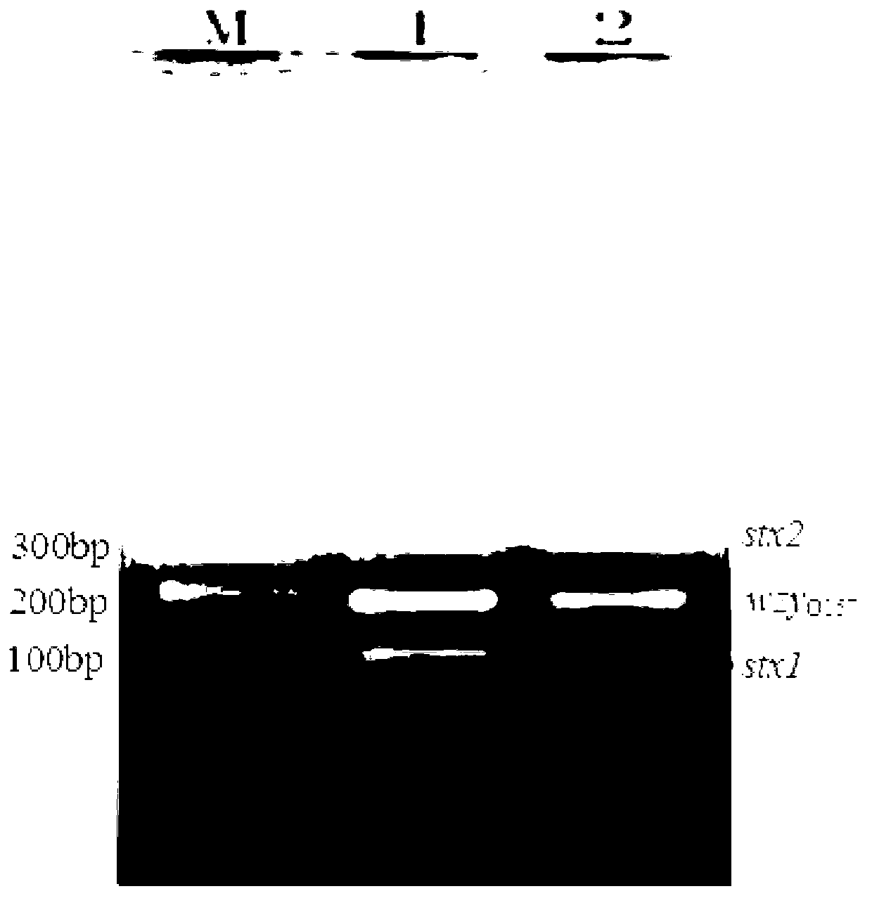 Multiplex PCR detection method and kit for Shiga toxin-producing Escherichia coli and application thereof