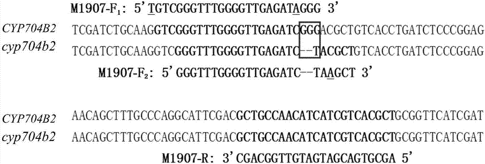 Molecular marker of rice recessive male sterility gene cyp704b2 and its application