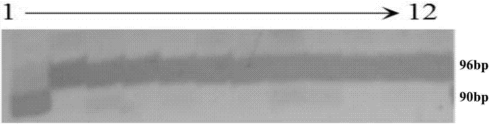 Molecular marker of rice recessive male sterility gene cyp704b2 and its application