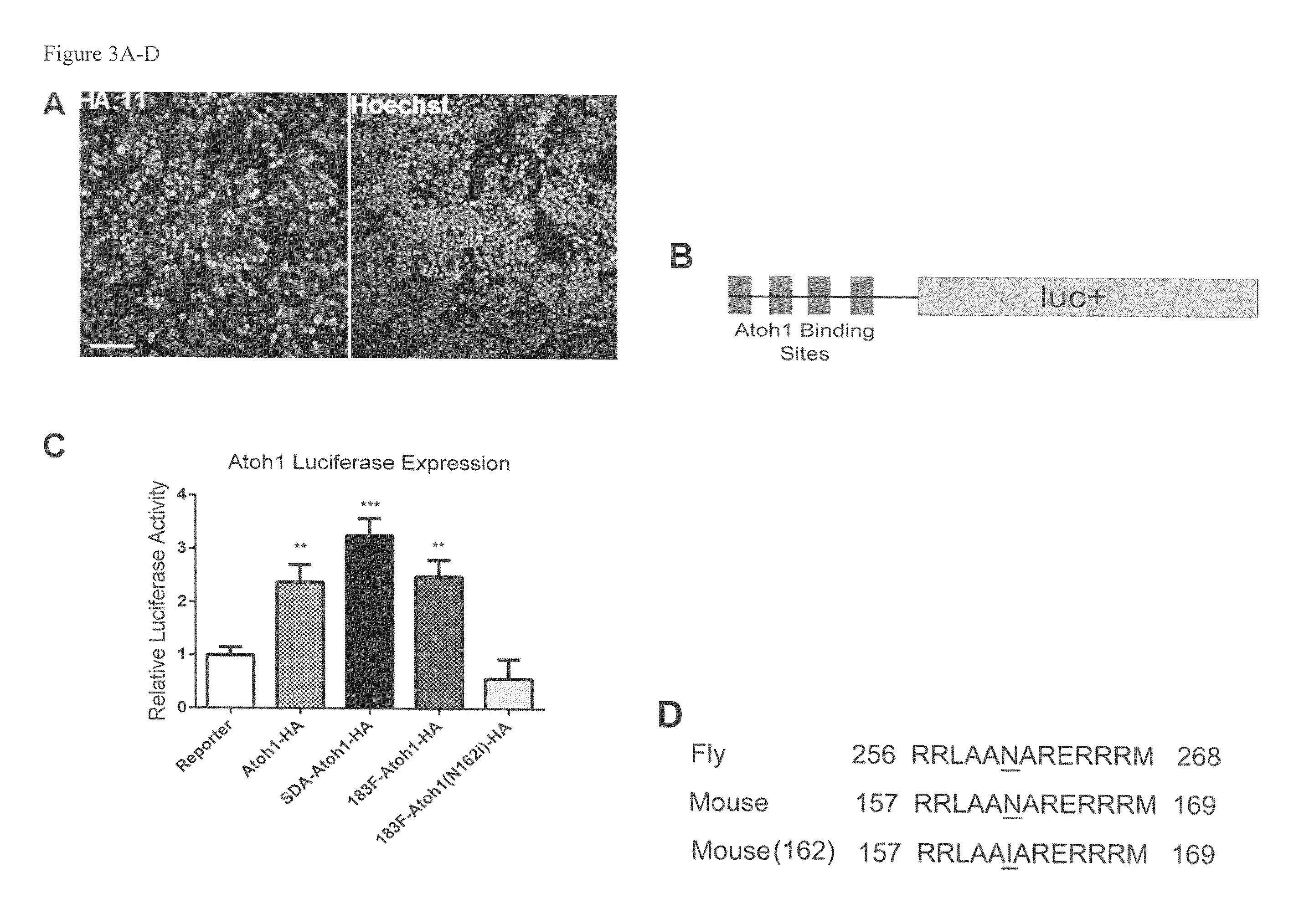 BICISTRONIC GENE TRANSFER TOOLS FOR DELIVERY OF miRNAS AND PROTEIN CODING SEQUENCES