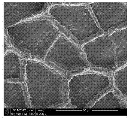 Fruit cuticle-imitated compression-resistant germproof packaging film and preparation method thereof