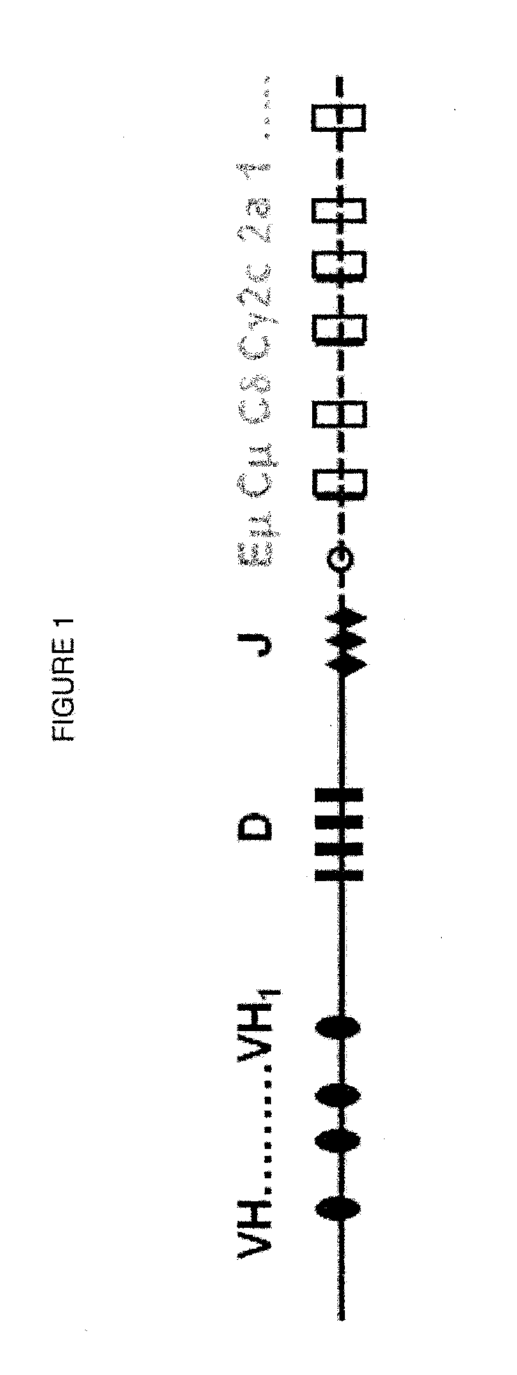 Compositions and Methods for Inhibiting Endogenous Immunoglobulin Genes and Producing Transgenic Human Idiotype Antibodies