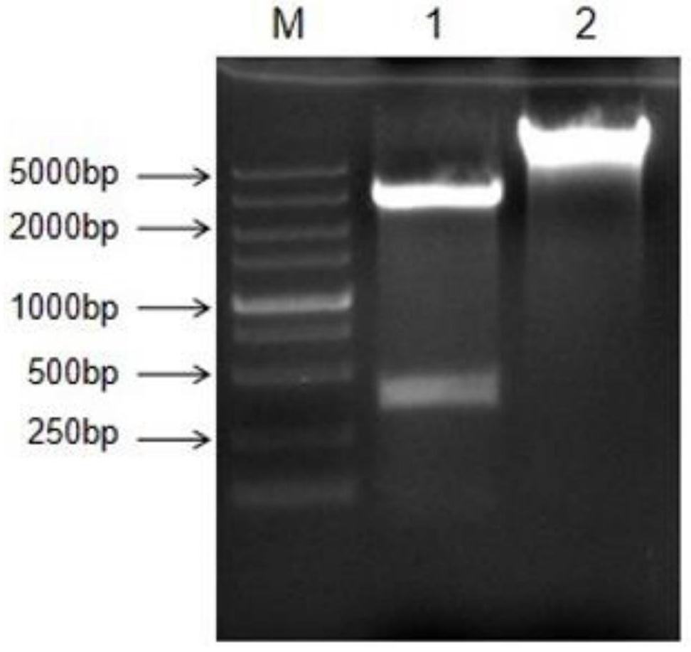 Porcine MLKL gene deletion cell strain capable of promoting proliferation of pseudorabies virus and application of porcine MLKL gene deletion cell strain