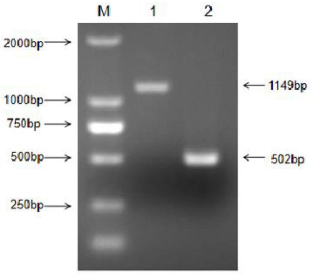 Porcine MLKL gene deletion cell strain capable of promoting proliferation of pseudorabies virus and application of porcine MLKL gene deletion cell strain
