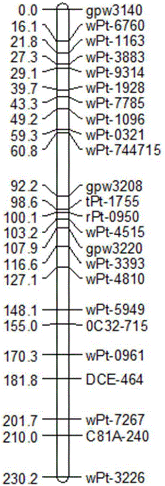 Wheat spike density QTL linked HRM (high resolution melting) molecular marker and application thereof