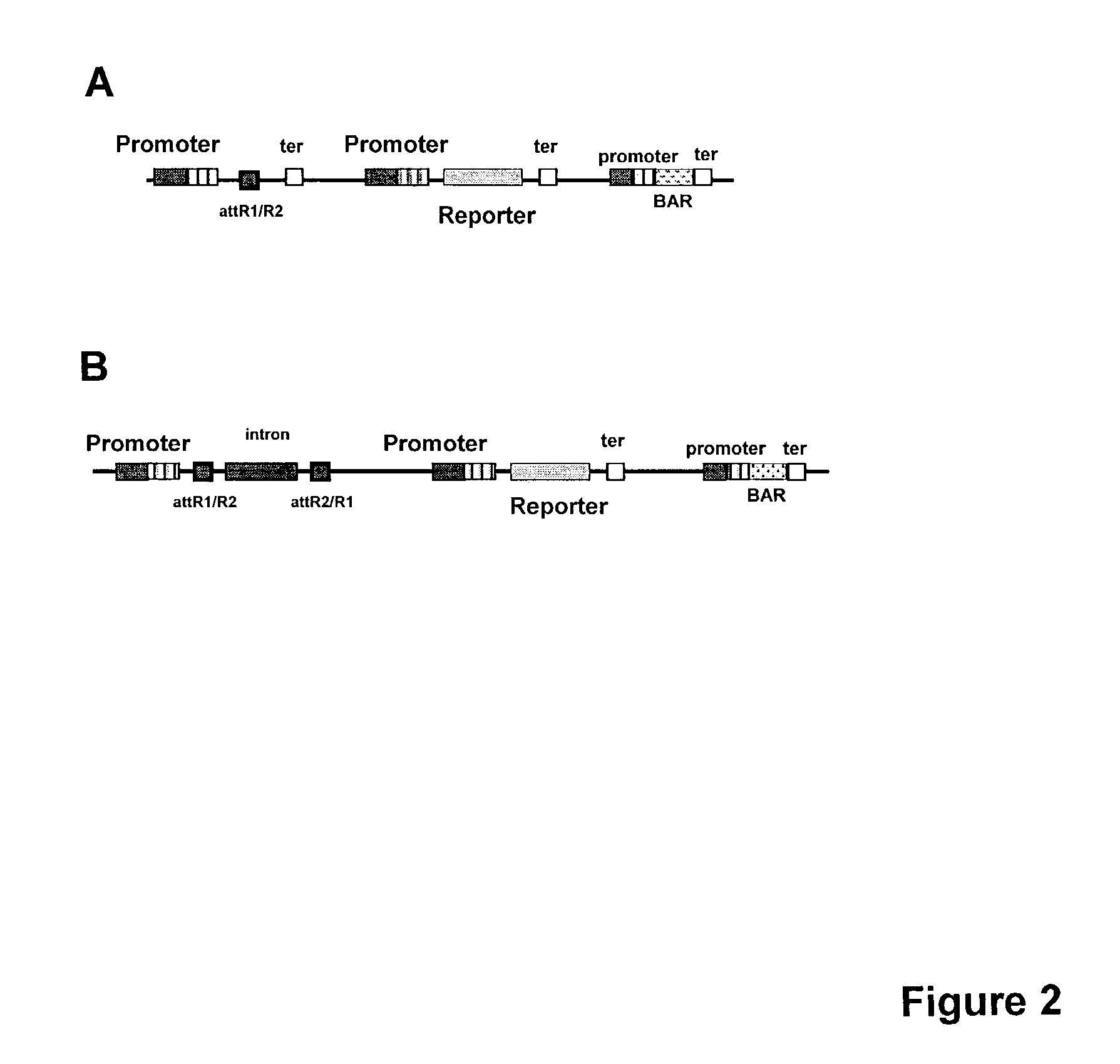 Methods for large scale functional evaluation of nucleotide sequences in plants
