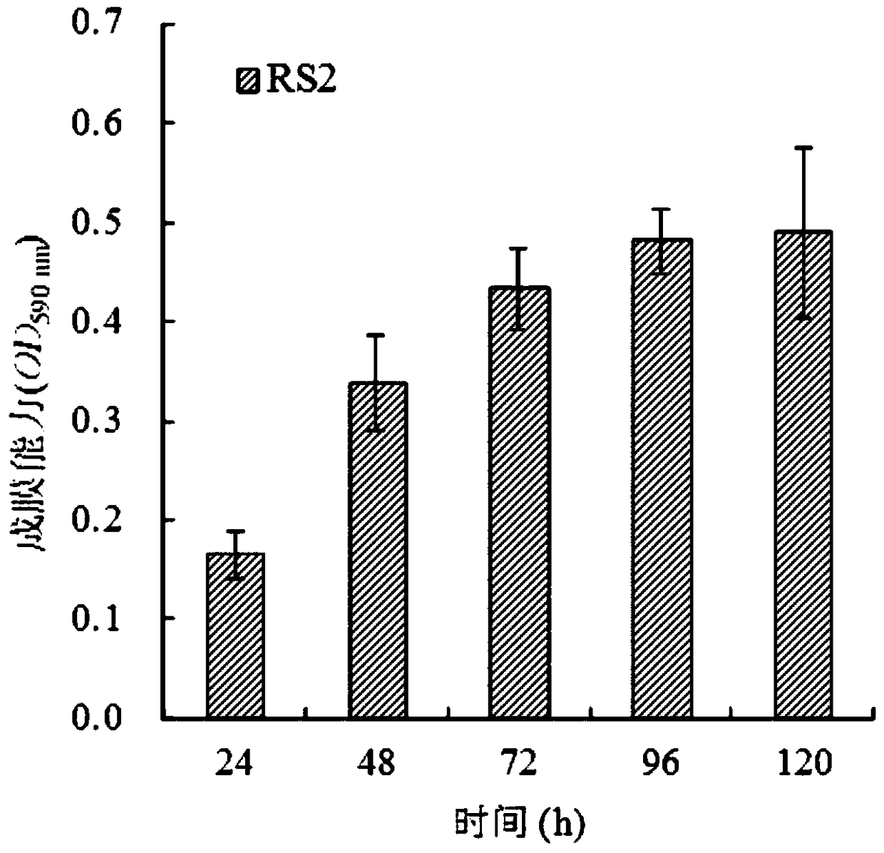 A film-forming bacterium rs2 on the root surface with phenanthrene degradation function and its application