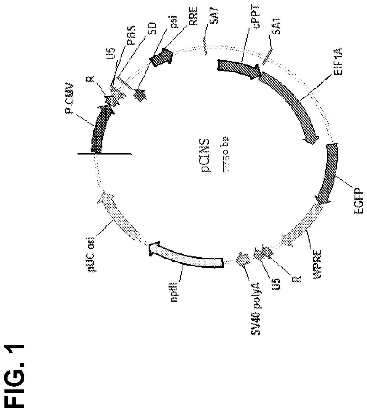Optimized lentiviral transfer vectors and uses thereof