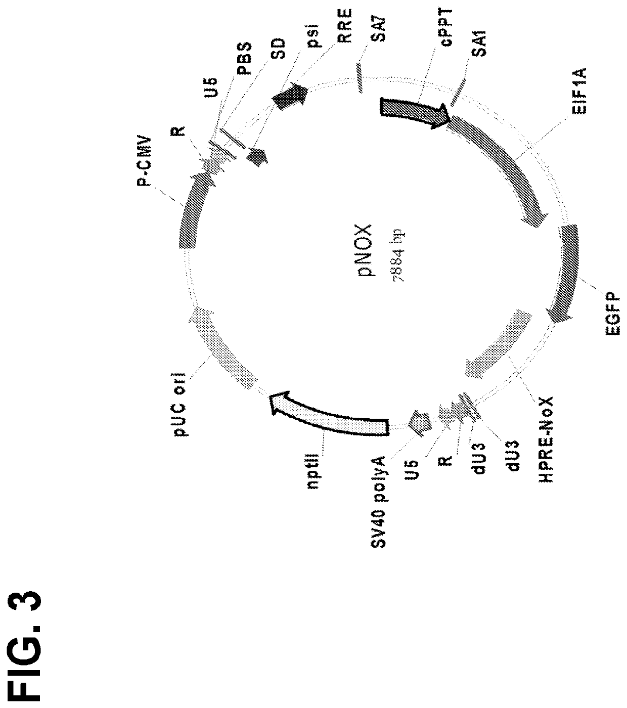 Optimized lentiviral transfer vectors and uses thereof