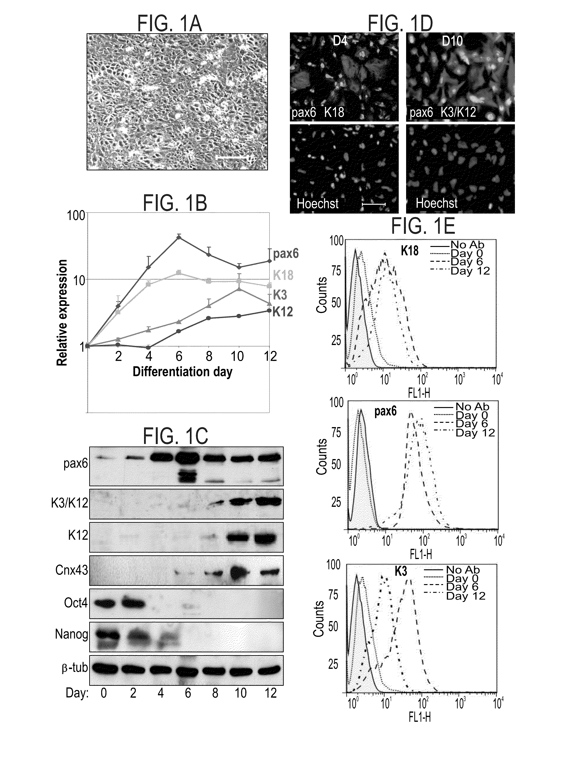 Methods of generating corneal cells and cell populations comprising same