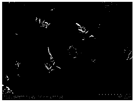 Preparation method for reinforced titanium matrix composite of three-dimensional network-shaped carbon nanotube