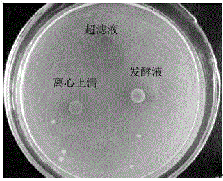 Bacillus cereus J19 as well as induction medium and application thereof