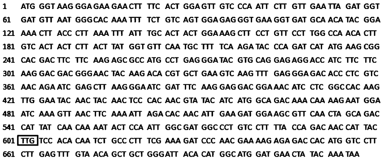 An expression system of the yeast candida amazonensis capable of utilizing xylose