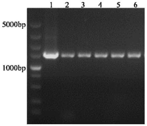 Application of magnaporthe oryzae gene MoRMD1 in regulating and controlling magnaporthe oryzae pathogenicity