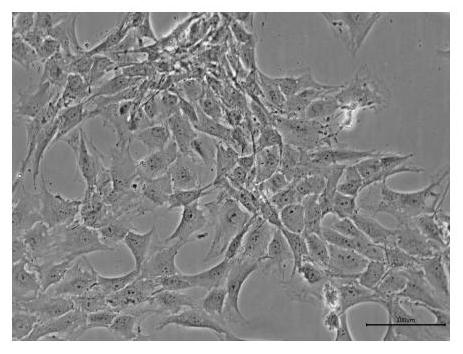 A method for isolating nucleus pulposus primary cells