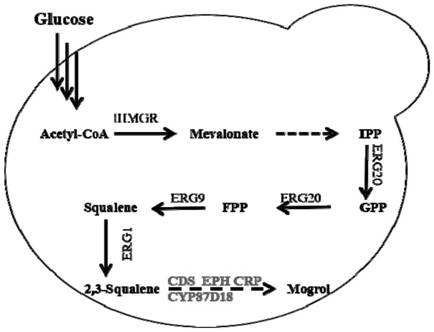 Engineering strain for biosynthesizing mogrol by taking glucose as substrate, construction and application thereof