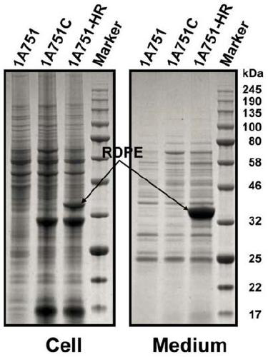 A genetically engineered strain for efficiently secreting d-psicose 3-epimerase, its construction method and its application