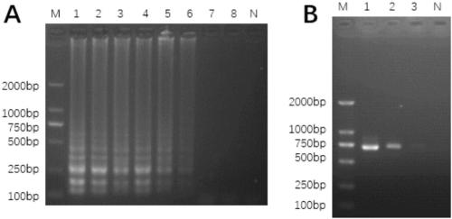 Loop-mediated isothermal amplification detection primer of Pheretima cantonensis and method for identifying Pheretima cantonensis based on LAMP technology