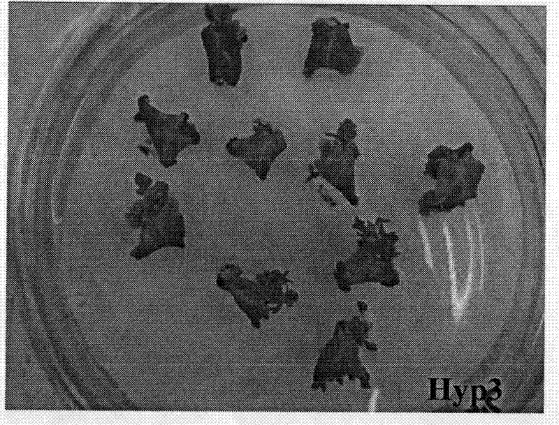 Method for isolated culturing hypericum regenerated plant