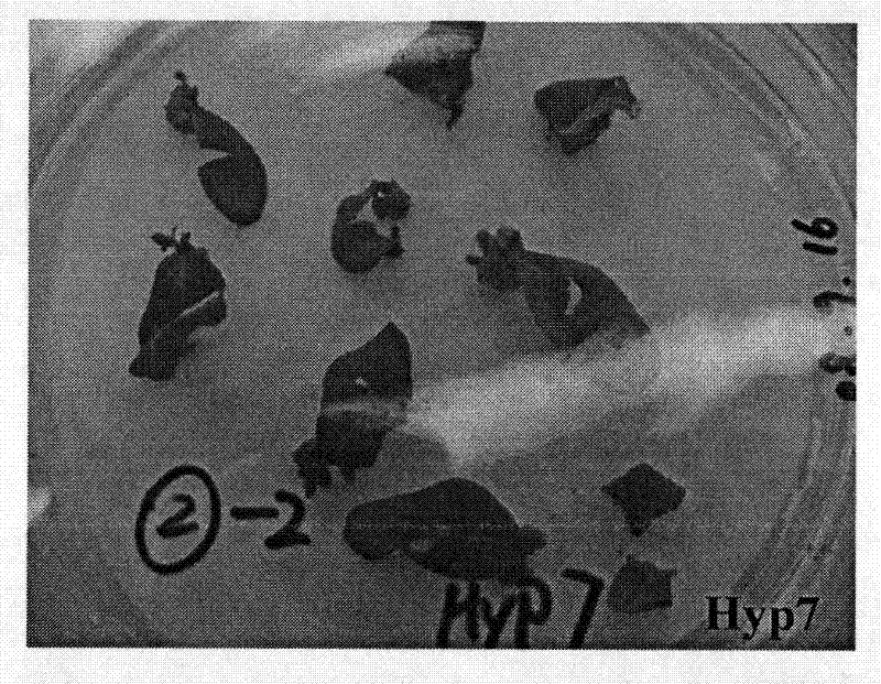 Method for isolated culturing hypericum regenerated plant