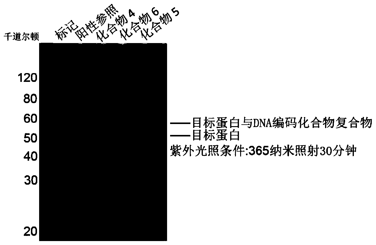 DNA coding compound library and compound screening method