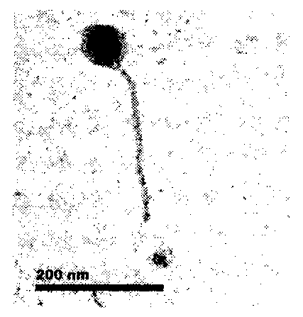 Broad-spectrum virulent cyanophage Me-ZS1 and application thereof