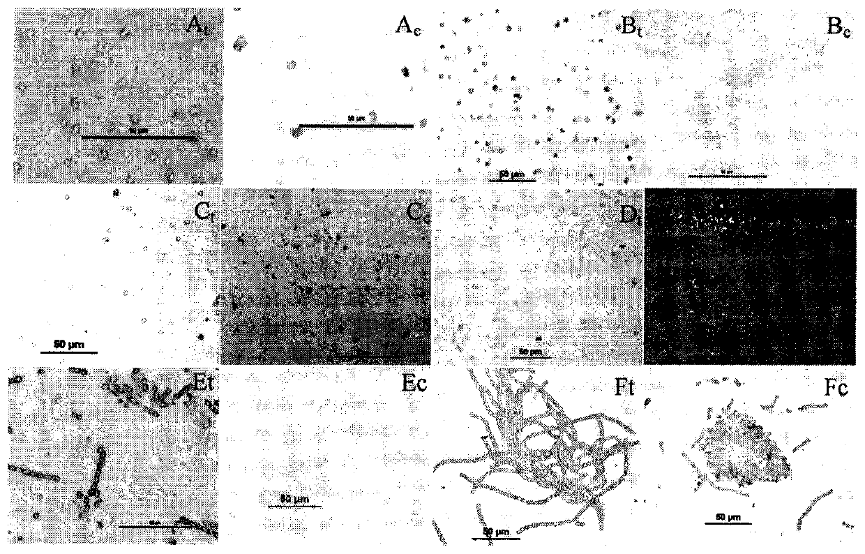 Broad-spectrum virulent cyanophage Me-ZS1 and application thereof